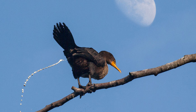 Por Que O Coc Das Aves Branco Di Rio De Biologia