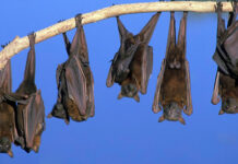 Fezes de morcegos podem ter fungo que causa grave infecção respiratória