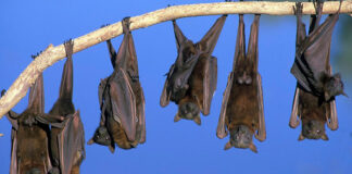 Fezes de morcegos podem ter fungo que causa grave infecção respiratória