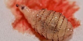 O que é berne? Uma larva que pode viver semanas dentro do seu corpo
