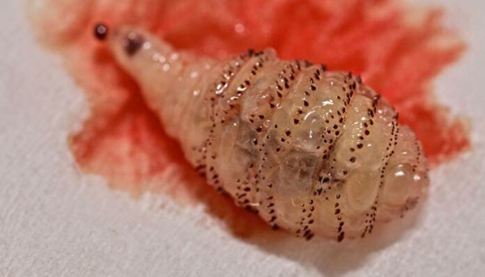 O que é berne? Uma larva que pode viver semanas dentro do seu corpo