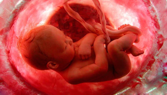 Como o bebê respira dentro do útero? - Diário de Biologia