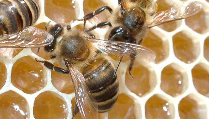 Como as abelhas produzem mel? Elas comem o mel que fazem?