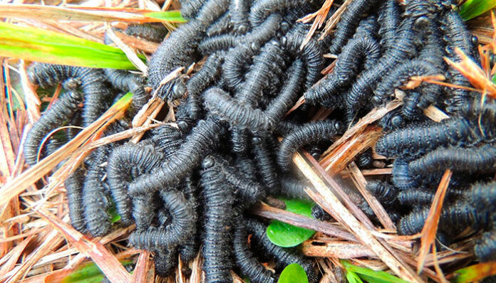 Que massa de lagartas pretas é essa? Isso é perigoso? [vídeo]