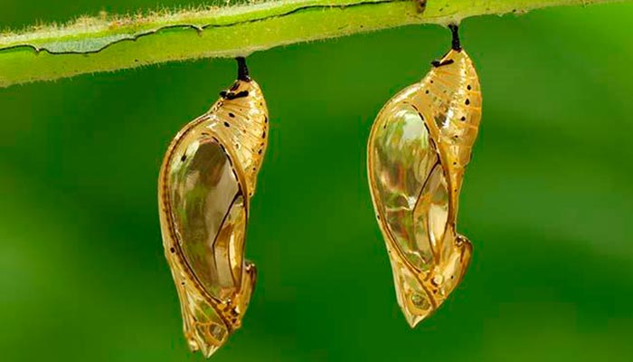 orange-spotted_tiger_clearwing_mechanitis_polymnia_chrysalis_pair_colombia_