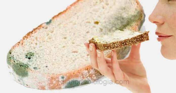 Pão mofado: Se tirar a parte com mofo, pode comer? Faz mal?