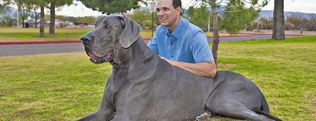 O maior cachorro do mundo (fotos espetaculares!) - Diário de Biologia