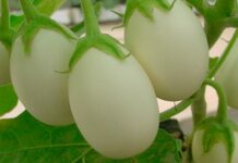 Planta ovo: seu fruto é igualzinho ao ovo de galinha