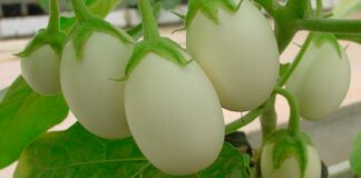 Planta ovo: seu fruto é igualzinho ao ovo de galinha