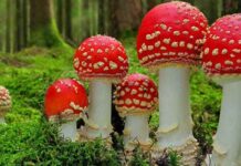 Como saber se um cogumelo é venenoso, comestível ou alucinógeno