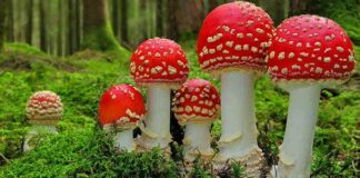 Como saber se um cogumelo é venenoso, comestível ou alucinógeno