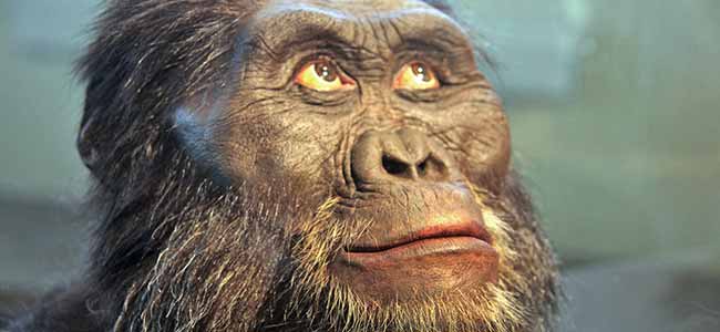 Se o homem evoluiu do macaco, por que ainda existem macacos?