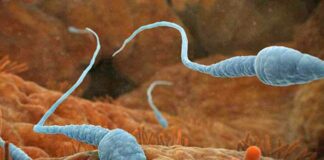 Quanto tempo vive o espermatozoide fora do corpo?