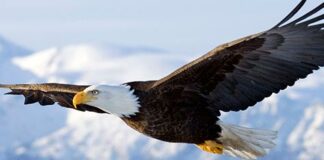 História da águia: a verdade sobre o ritual de renovação da águia