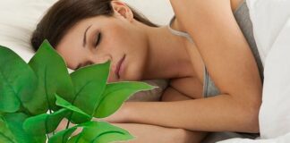 Dormir com plantas no quarto faz mal? Causa falta de ar?