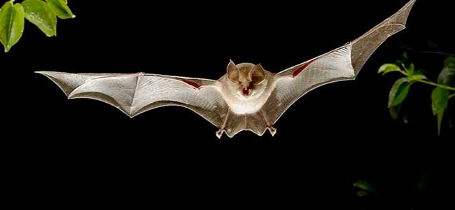 Dez motivos para você amar os morcegos! - Diário de Biologia