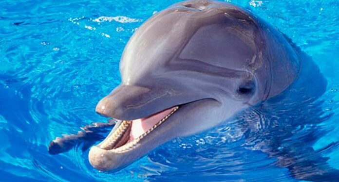 É verdade que os golfinhos podem atacar e abusar sexualmente dos humanos
