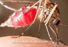 Mosquito transmite HIV? O Aedes aegypti também transmite o vírus da Aids