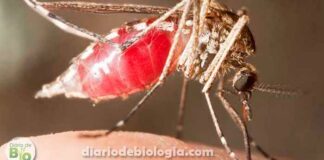 Mosquito transmite HIV? O Aedes aegypti também transmite o vírus da Aids