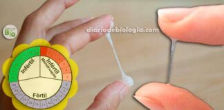 Método do muco cervical (Billings): para evitar gravidez ou engravidar rápido