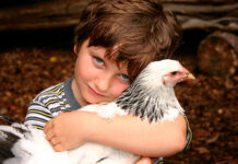 Pixilinga: Como acabar com piolho de galinha ou de pombo