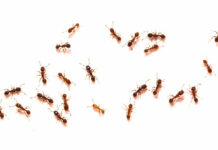 Acabar com formigas para sempre: venenos naturais da sua despensa