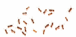 Acabar com formigas para sempre: venenos naturais da sua despensa