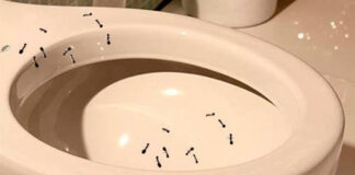 Diabetes: ter formigas no banheiro pode ser sinal de diabetes na família