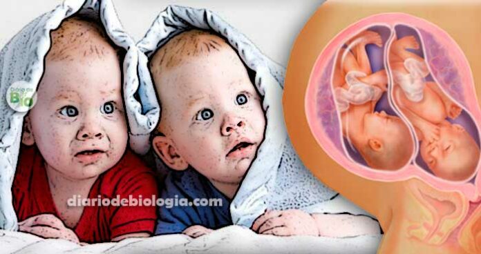 Como engravidar de gêmeos? Dicas baseadas em estudos científicos