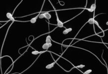 O que é esperma? O que é espermatozoide? Qual a diferença?