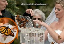 Noivas congelam borboletas para soltar nas cerimônias de casamento