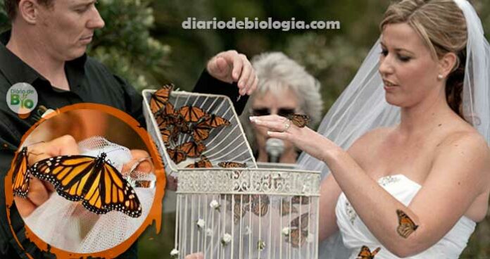 Noivas congelam borboletas para soltar nas cerimônias de casamento