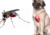 Aedes aegypti pode transmitir Dirofilariose (verme do coração) para cachorros
