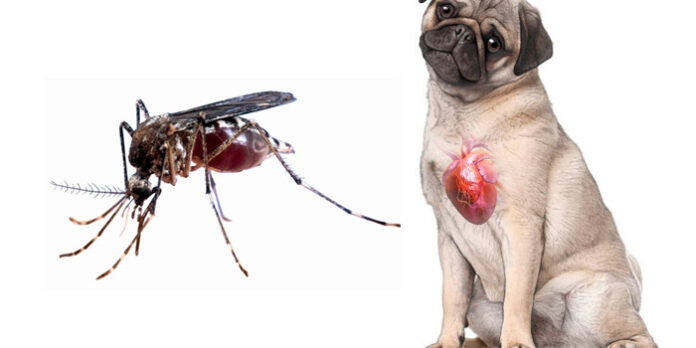Aedes aegypti pode transmitir Dirofilariose (verme do coração) para cachorros