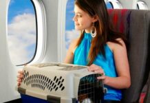 Como viajar para o exterior com seu cachorro ou gato