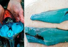 Peixe-de-carne-azul-4