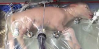 utero-artificial-para-salvar-bebes-prematuros