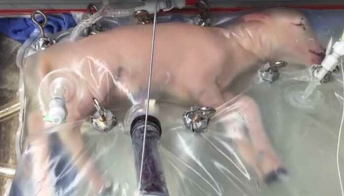 utero-artificial-para-salvar-bebes-prematuros
