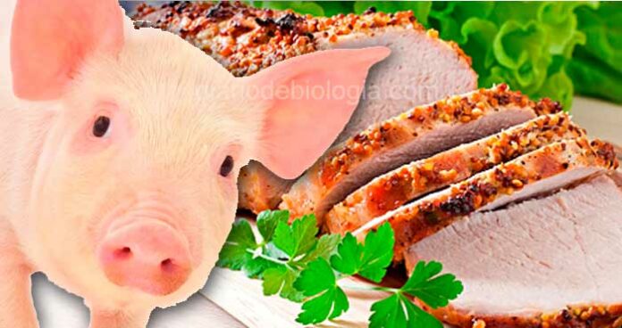 A verdade sobre a carne de porco: ela faz mal? Engorda? Aumenta o colesterol?