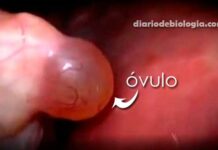 Ovulação: vídeo mostra detalhes da ovulação [ imagens reais]
