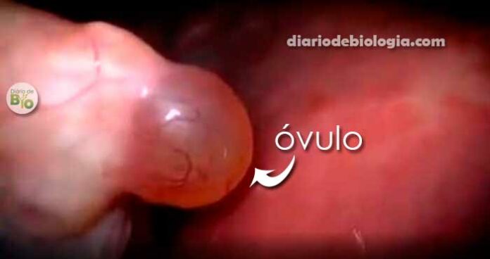 Ovulação: vídeo mostra detalhes da ovulação [ imagens reais]