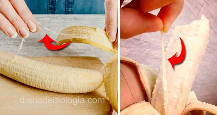 Feixe de floema da banana: aquele fiozinho que vem grudado na fruta é bom para saúde