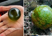 A maior célula do mundo? Conheça a alga “olho do marinheiro”