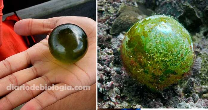 A maior célula do mundo? Conheça a alga “olho do marinheiro”