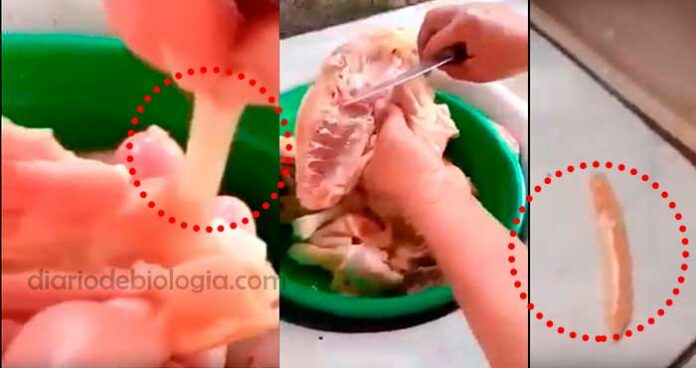 Mentira: vídeo de mulher encontrando vermes no frango é fake