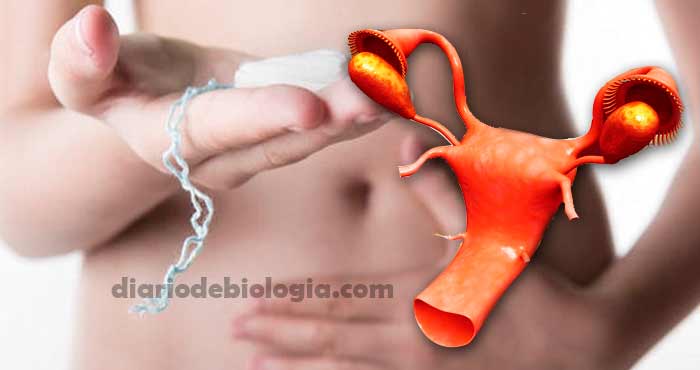 Menstruar duas vezes por mês. Há algo errado com você? - Diário de