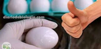 Como manter os ovos de galinha frescos, em casa, por até um ano