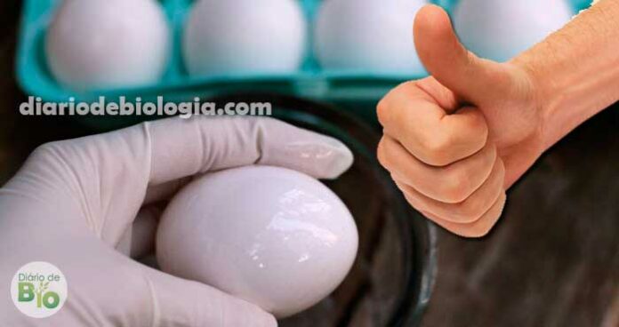 Como manter os ovos de galinha frescos, em casa, por até um ano