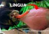 Urso com língua gigante impressiona veterinários