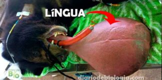 Urso com língua gigante impressiona veterinários